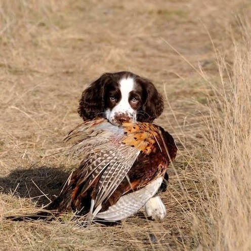 springer spaniel puppy